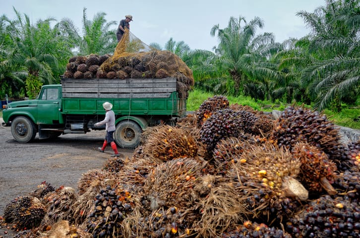 Huile de palme - Stratégie nationale de lutte contre la déforestation  importée